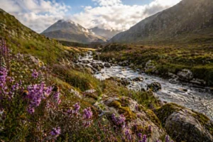 Read more about the article The Burns and The Bees