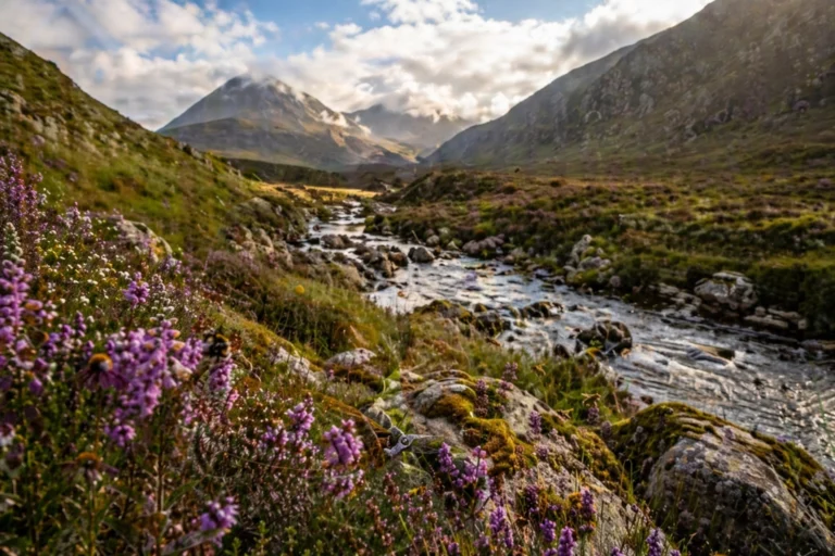 Read more about the article The Burns and The Bees